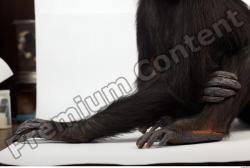 Arm Chimpanzee